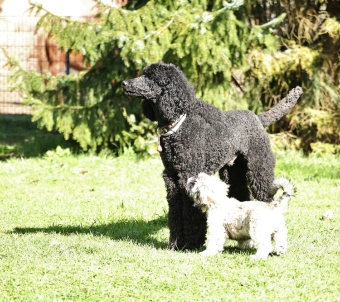 Unser Königspudel Mio dem Welpen, sich an fremde Hunde zu gewöhnen. Foto: Edgar Stiller