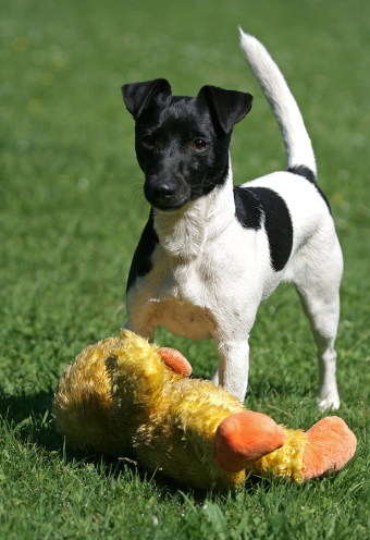 Amy mit Plüschente am Start. Amy mit Plüschente am Start.