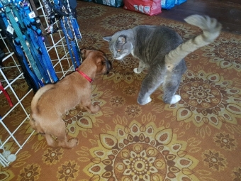 Welpe und Katze nehmen Kontakt auf. Welpe und Katze nehmen Kontakt auf.