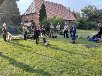 Hundetraining Große Gruppe Hundetraining Große Gruppe