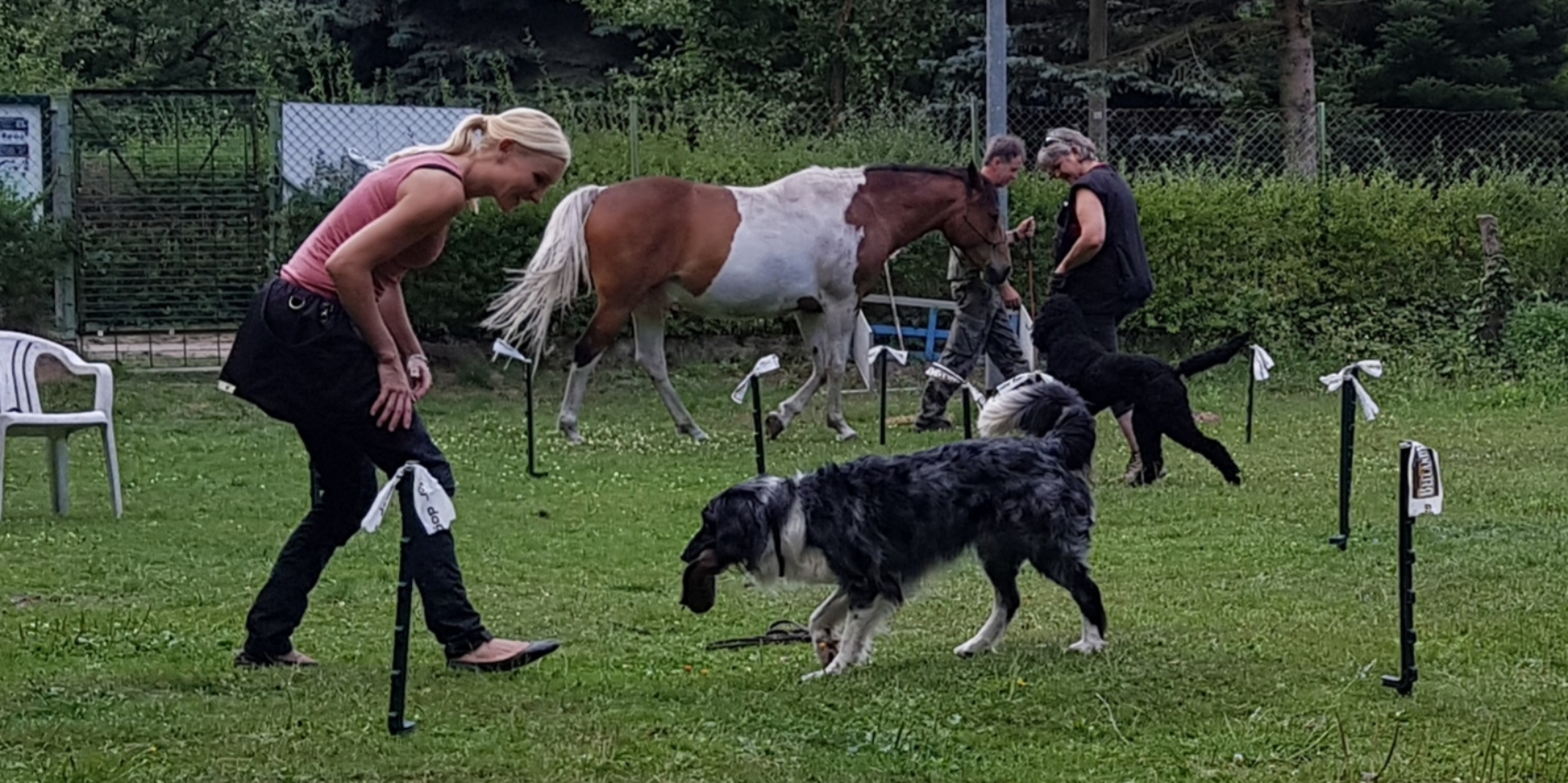 Training unter Ablenkung.